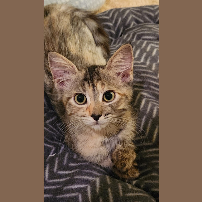 Photo of Charlie   4 Month Old Domestic Medium Hair