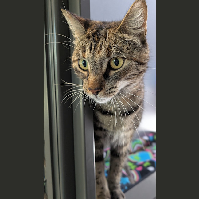 Photo of Monte Carlo Caramel (Ex Jenny)