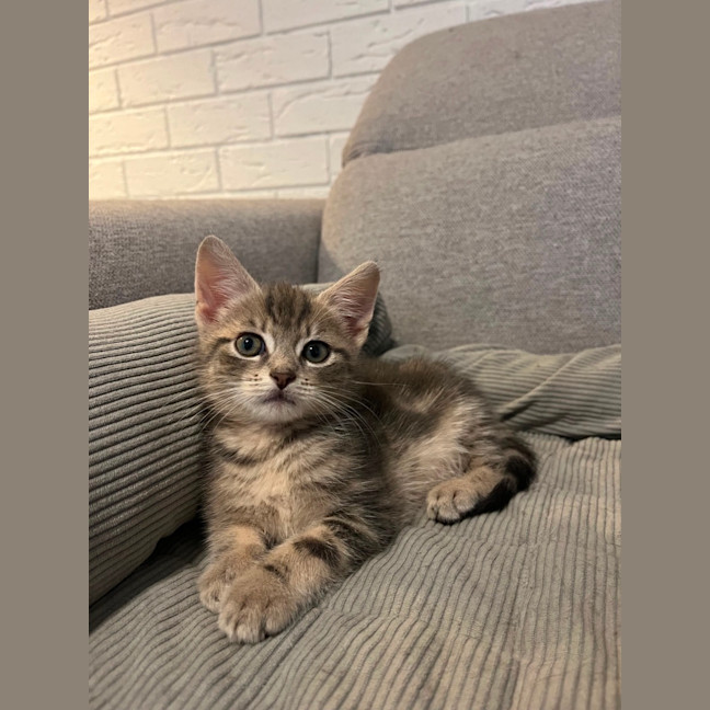 Photo of Kiwi And Berry