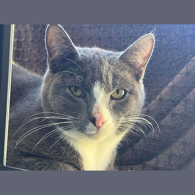 Photo of Scooter