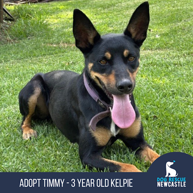 Photo of Timmy   3 Year Old Kelpie 