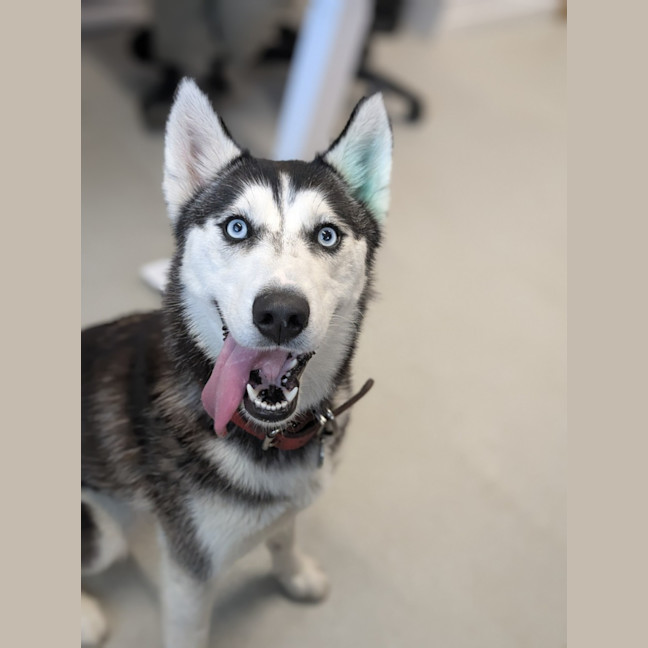 Photo of 🎠 Medusa 6366 🎠 (Happily Adopted 🥰)