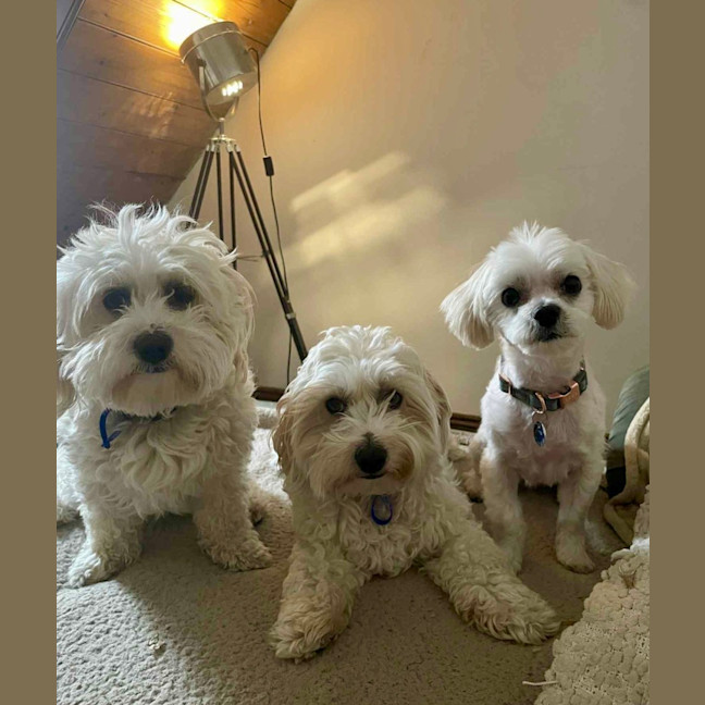 Photo of Daisy   4 Year Old Maltese X