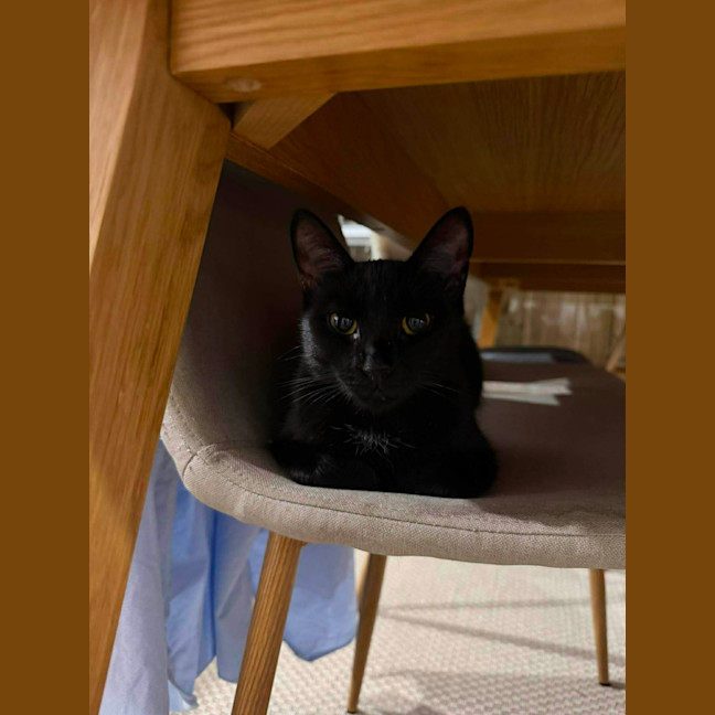 Photo of Belladonna