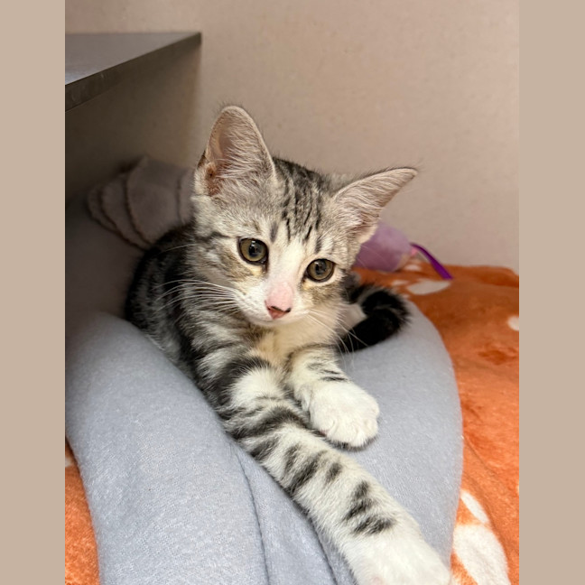 Photo of Biscuits