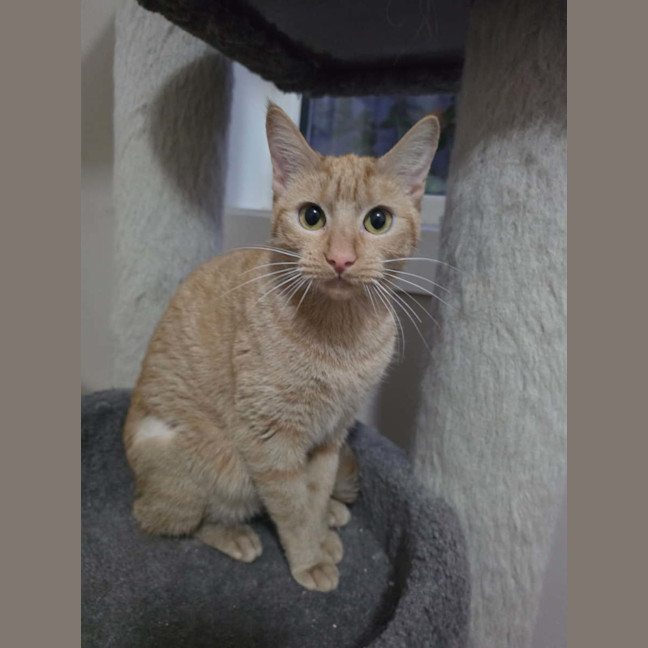 Photo of Nala