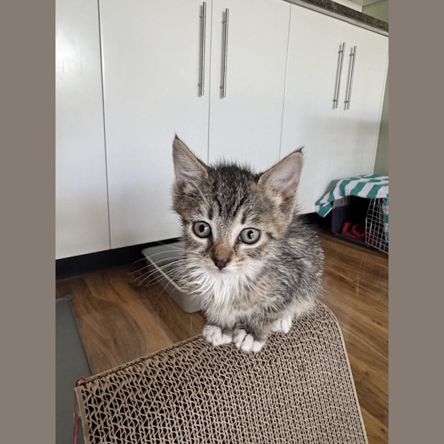 Photo of Jackson   Available 5/1/2026