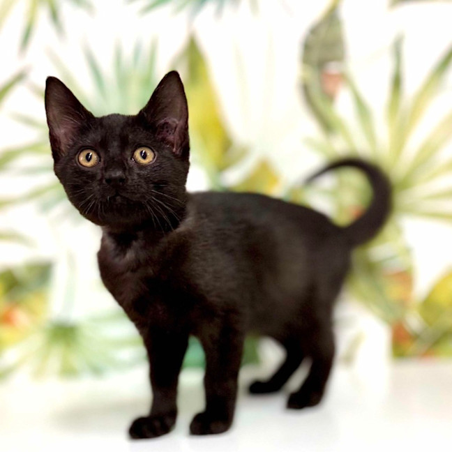 Photo of Asher   Located In Keilor 