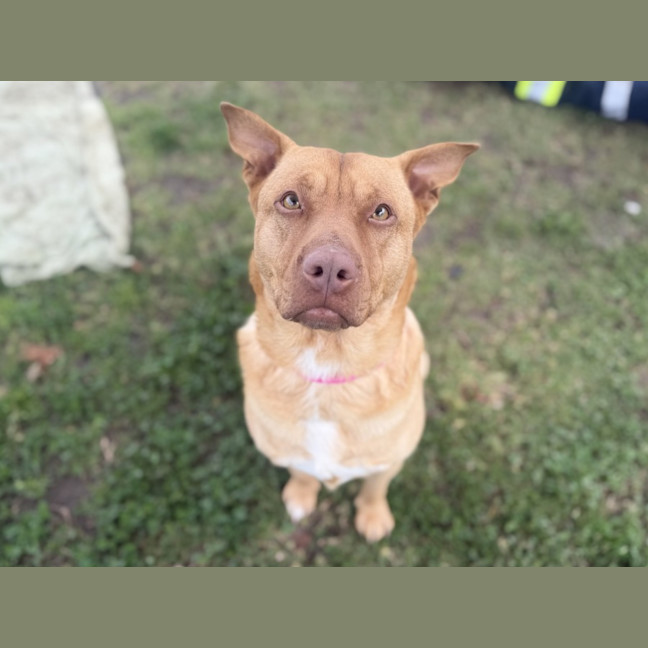 Photo of Nala Imp 1712