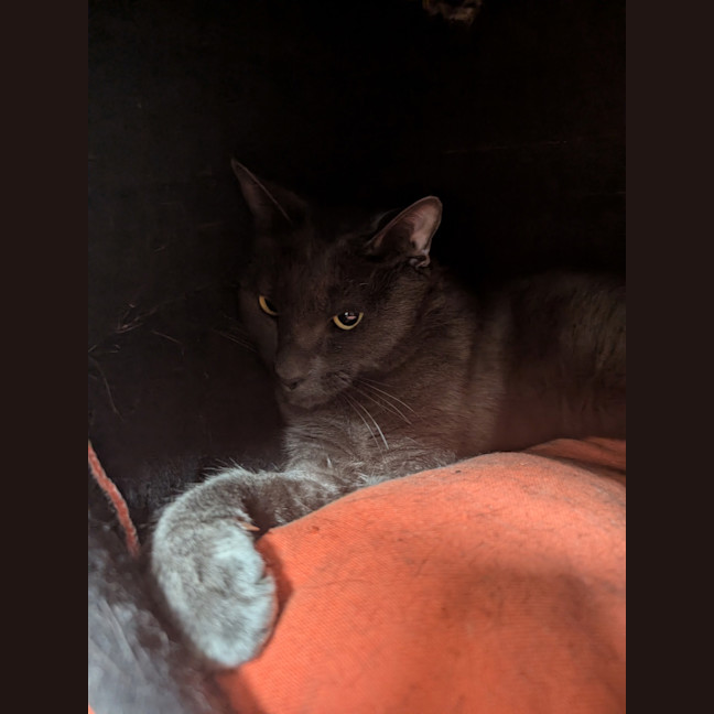 Photo of Kuro