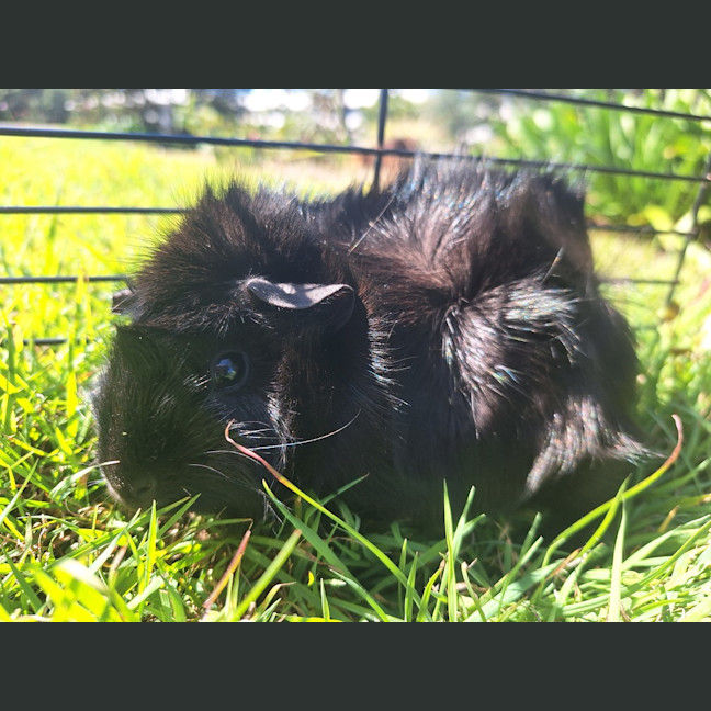 Photo of Midnight