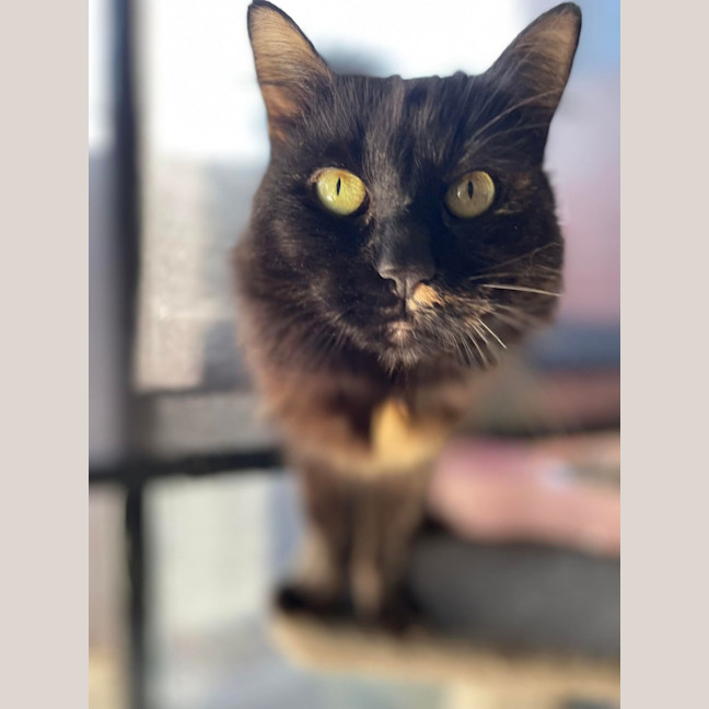 Photo of Evie   In Foster Care In Bentleigh East