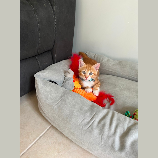Photo of Merlot