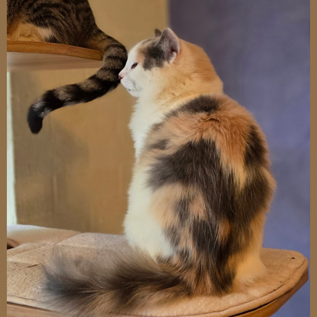 Photo of Lily