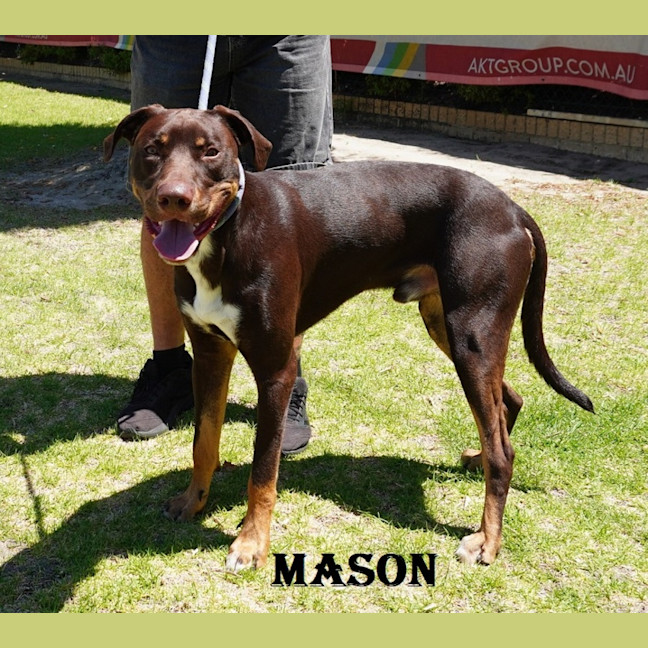 Photo of Mason