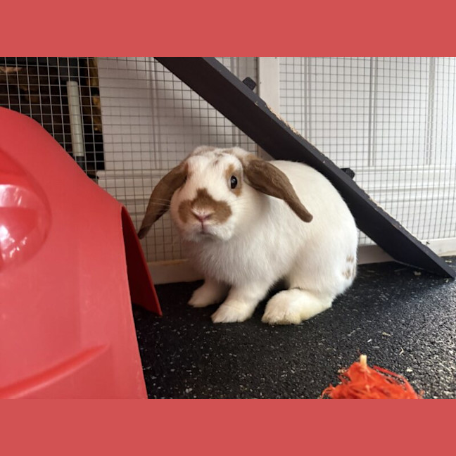Photo of Bikky