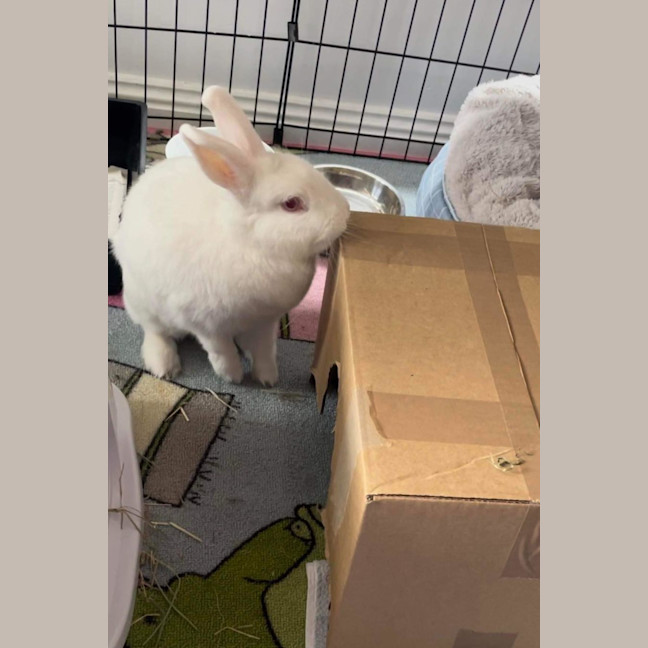 Photo of Fluffball Mc Gee