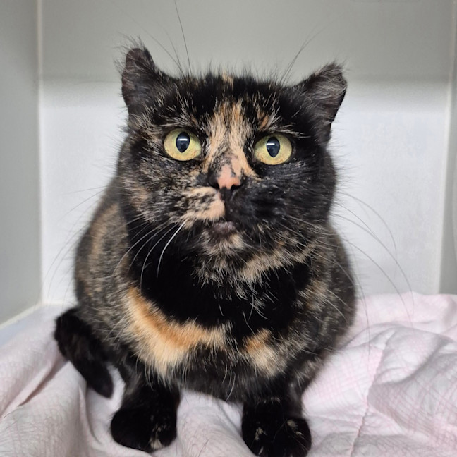Photo of Zelda