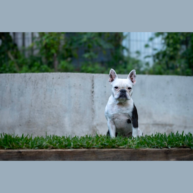 Photo of Ruby