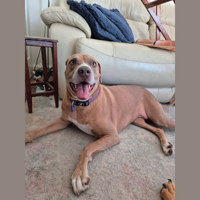 Photo of Bonnie   7 Year Old Ridgeback X