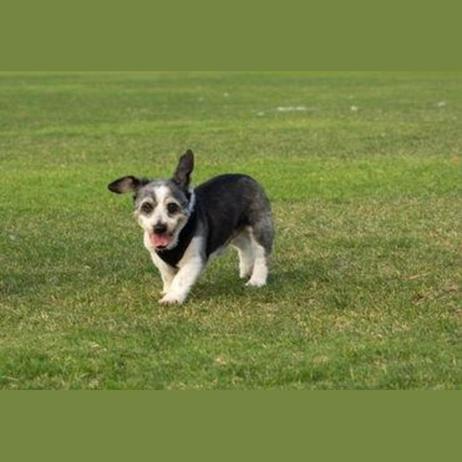 Photo of Gizmo Peggotty