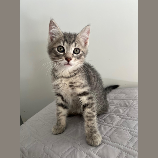 Photo of Roll