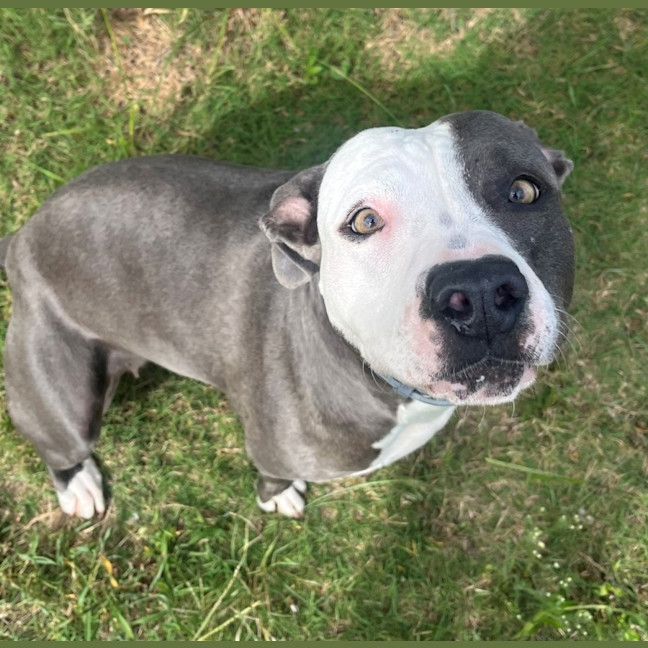 Photo of Koda (8147)