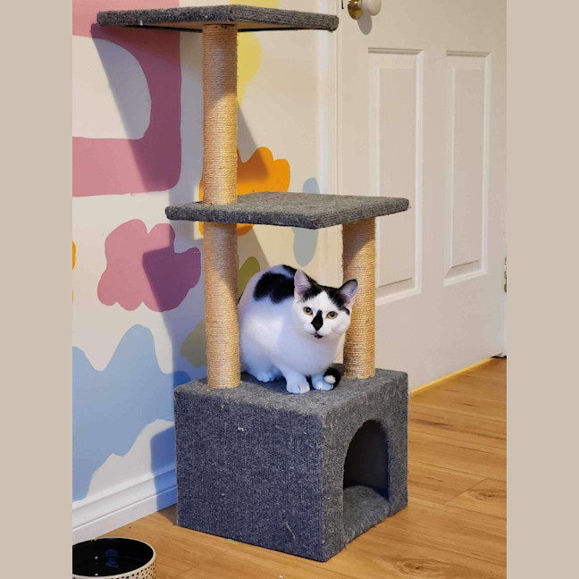 Photo of Cora