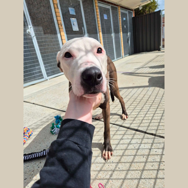 Photo of Patch! 🧩