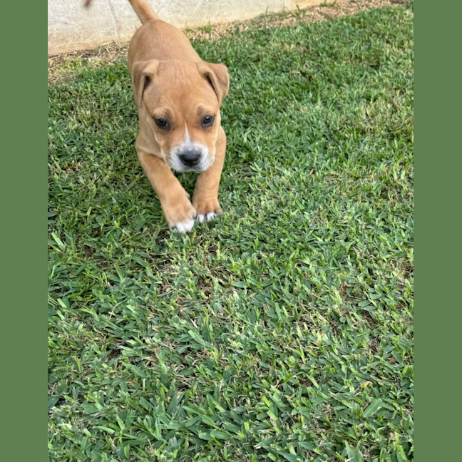 Photo of Rosie
