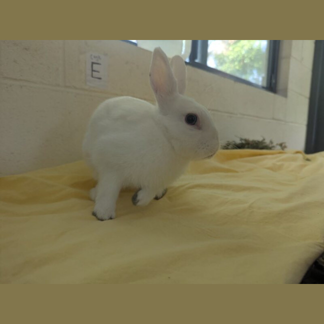 Photo of Cumulus