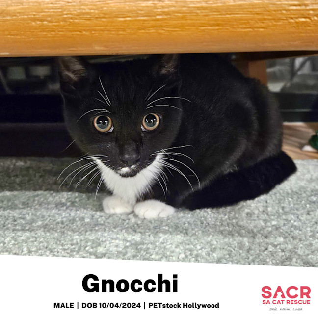 Photo of Gnocchi