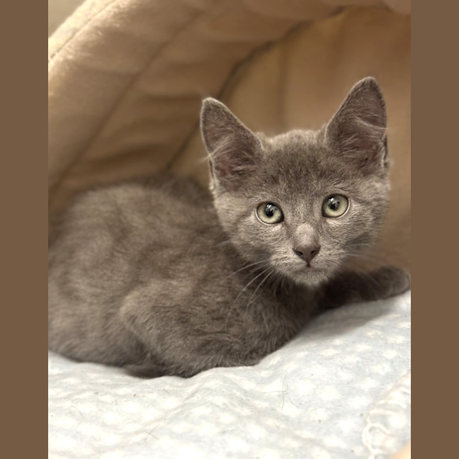 Photo of Dusty