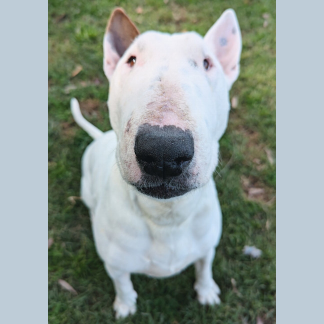 Photo of Rosie