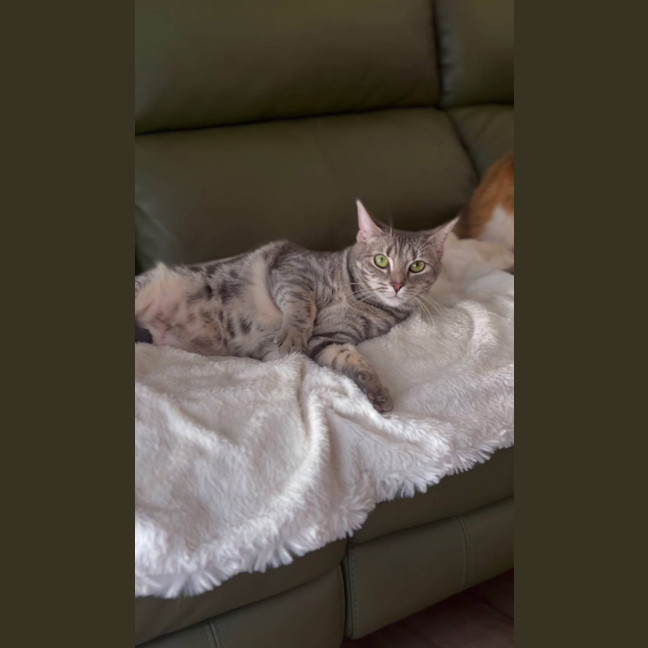 Photo of Dusty  (Empty The Nest $50 Adoption Special )