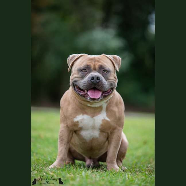 Photo of Bowser