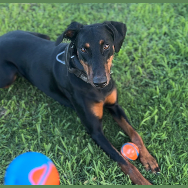 Photo of Ms Z Von Dobermann