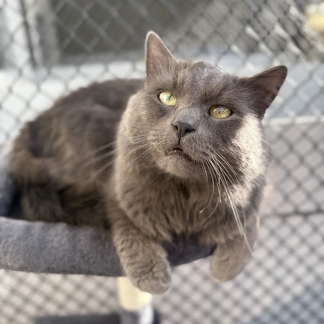 Photo of Atlas