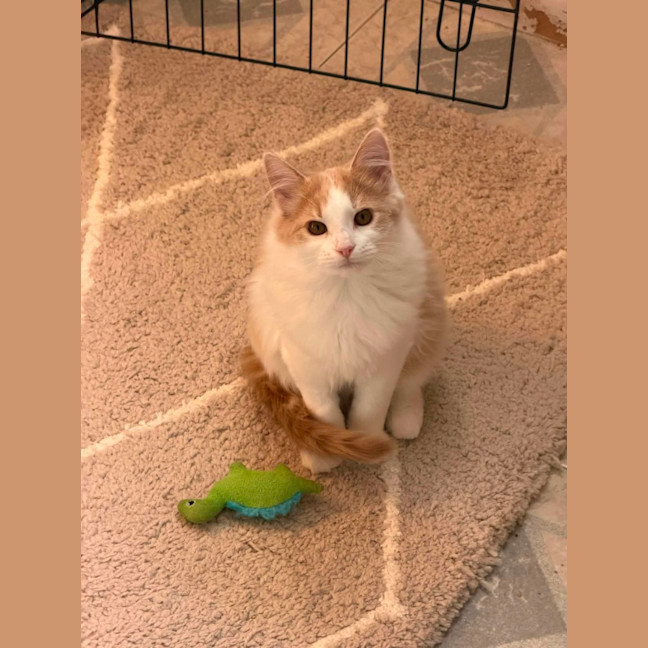 Photo of Muffin