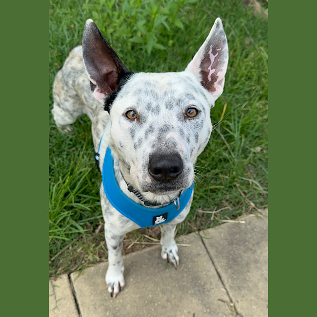 Photo of Cooper