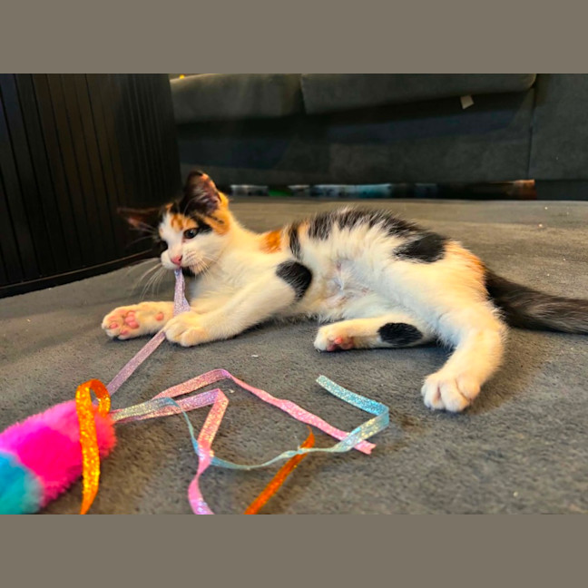 Photo of Cali