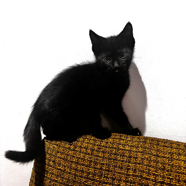 Photo of Blackcurrant