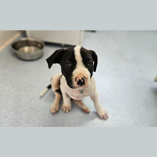 Photo of Boh