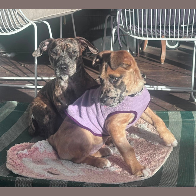 Photo of Dottie 