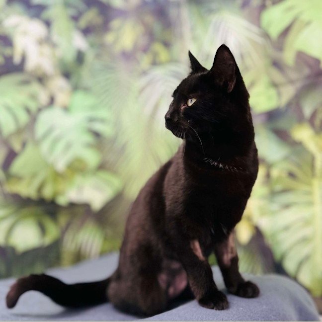 Photo of Desdemona Salem   Located In Preston