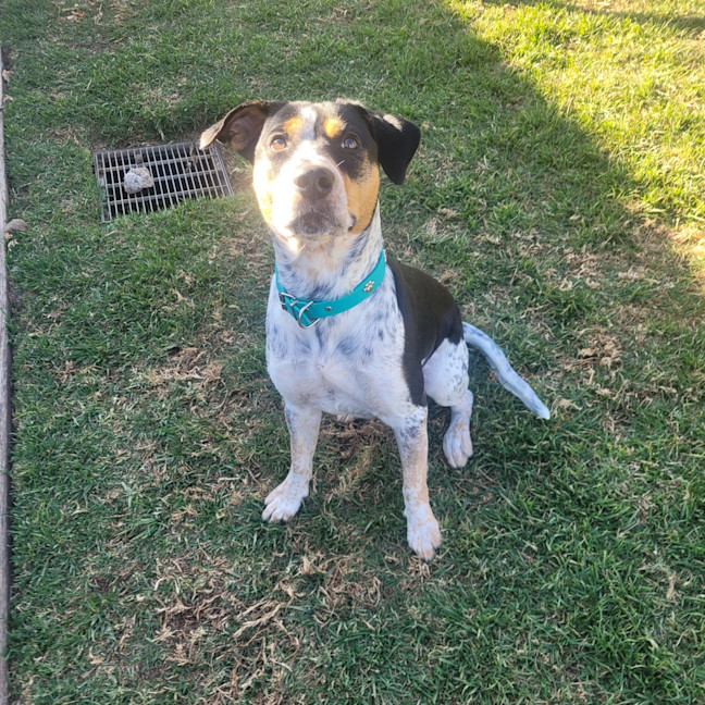 Photo of Dottie 