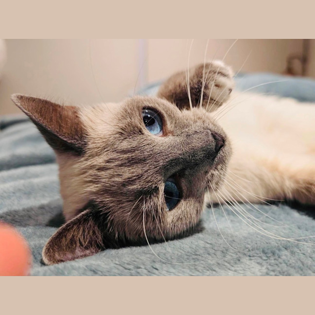 Photo of Indi