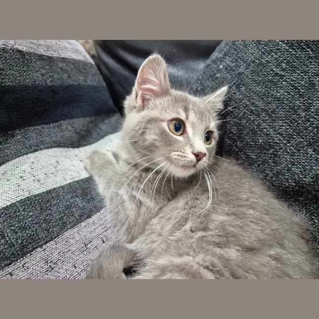 Photo of Boo