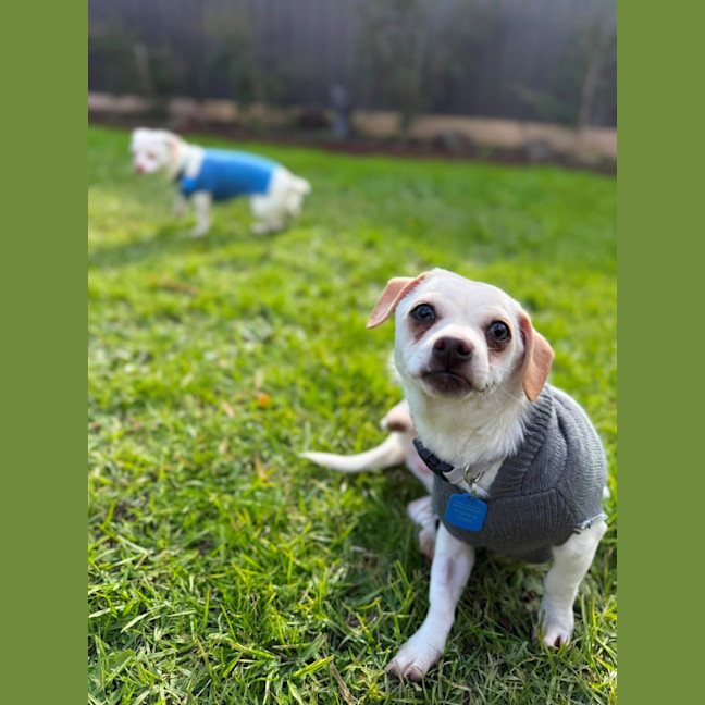 Photo of Slinky