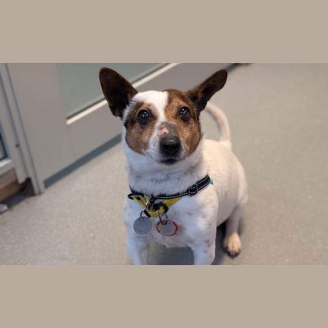 Photo of Otis